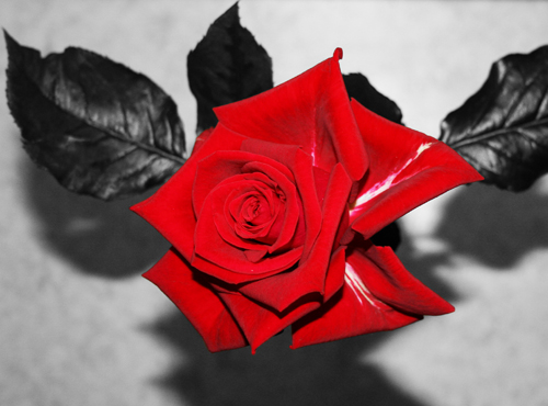 Rosa